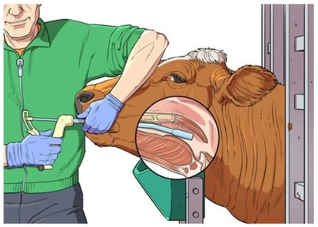 A handler in gloves administers an oral bolus to a restrained cow using a bolus gun.